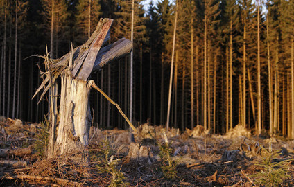 Die Holzlüge – woher stammt eigentlich mein Brennholz?
